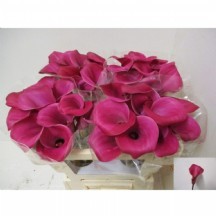 Zant Fantasıa 1 demet 10 dal!!