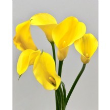 Zant Gold Medal 50 cm 1 demet 10 dal!!!