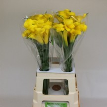 Zant Monte Carlo 1 demet 10 dal!!!