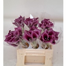 Zant Paco 60 cm 1 demet 10 dal!!!