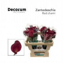 Zant Red Charm 1 demet 10 dal!!!