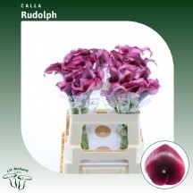 Zant Rudolph 55 cm 1 demet 10 dal!!!