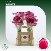 Zant Sumatra 50 cm 1 demet 10 dal!!!