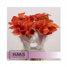 Zant Sunset Passıon 55 cm 1 demet 10 dal!!!