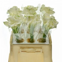 Zant White Art 60 cm - 1 Demet 10 Dal!