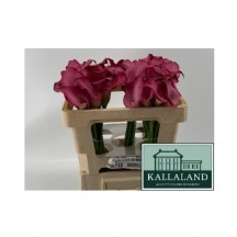 Zant Zazu 55 cm 1 demet 10 dal!!! gala